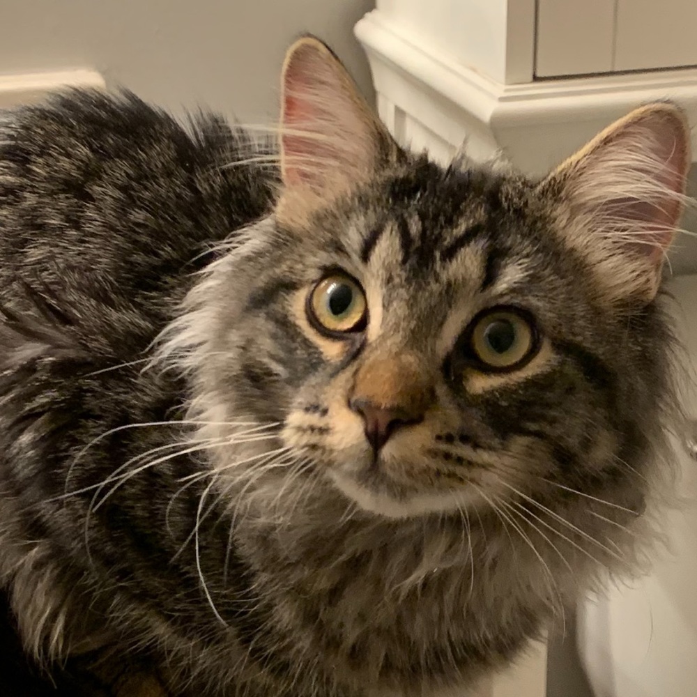 Meet your Posher, Jasmine